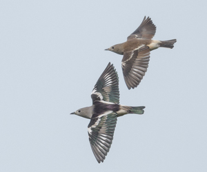 Тодлой (Хурган тодлой)